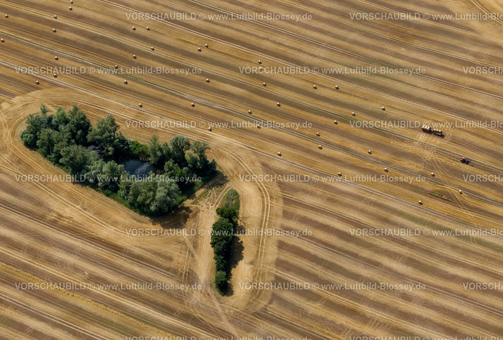 Laage12081592 | Feld mit Waldflecken, Acker, Feld, Moränenlandschaft,  Dettmannsdorf, Mecklenburg-Vorpommern, Deutschland, Europa 