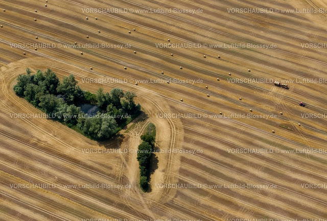 Laage12081592 | Feld mit Waldflecken, Acker, Feld, Moränenlandschaft,  Dettmannsdorf, Mecklenburg-Vorpommern, Deutschland, Europa 