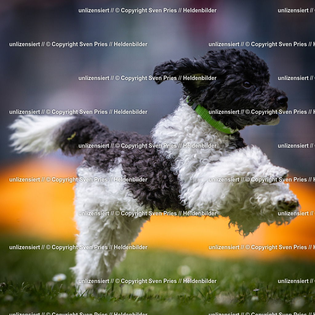 Sven Pries | 2025-05-29 - Pudelrennen KA-Durlach - Realisiert mit Pictrs.com