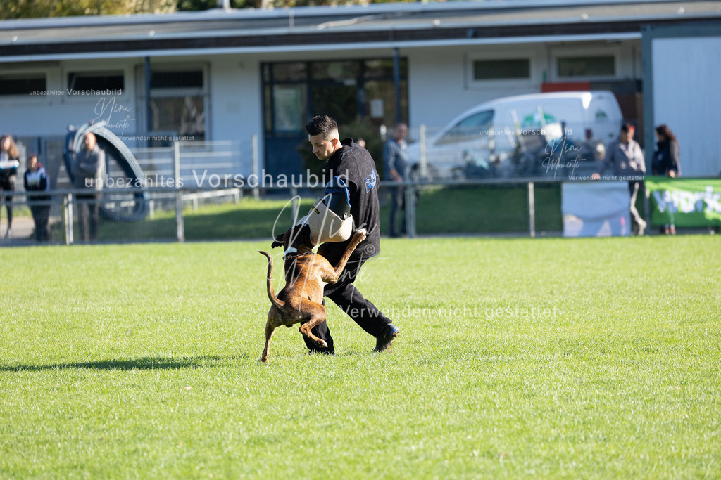 _16A5016 | Einzigartige Fotos von Hunden & Menschen –Actionfotos, Portraits, Vereinsaufnahmen & Paarshootings – authentisch, lebendig & mit Herz.