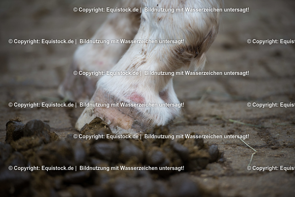 20171206_Hufe_mit_Mist_Hartig_0001 | Foto: Thomas Hartig