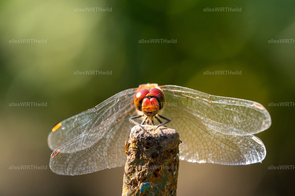 Ich seh dich | Entdecke die faszinierende Welt der Natur- und Wildlife-Fotografie von Daniel und Bärbel. Inspirierende Bilder von wilden Tieren und kleinen Naturwundern.