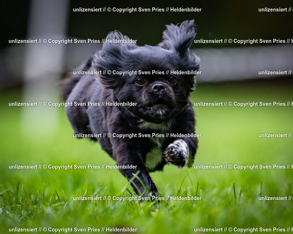 Sven Pries | 2024-10-19 - Hunderennen Ober-Grombach - Realisiert mit Pictrs.com