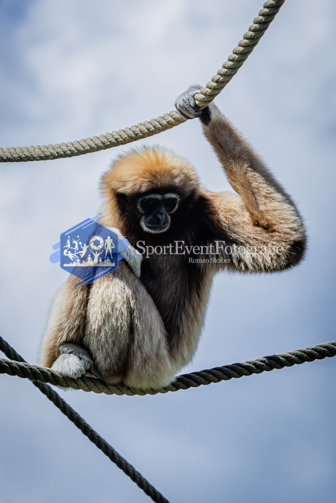 IMG_6683 | SportEventFotografie - Roman Stoiber