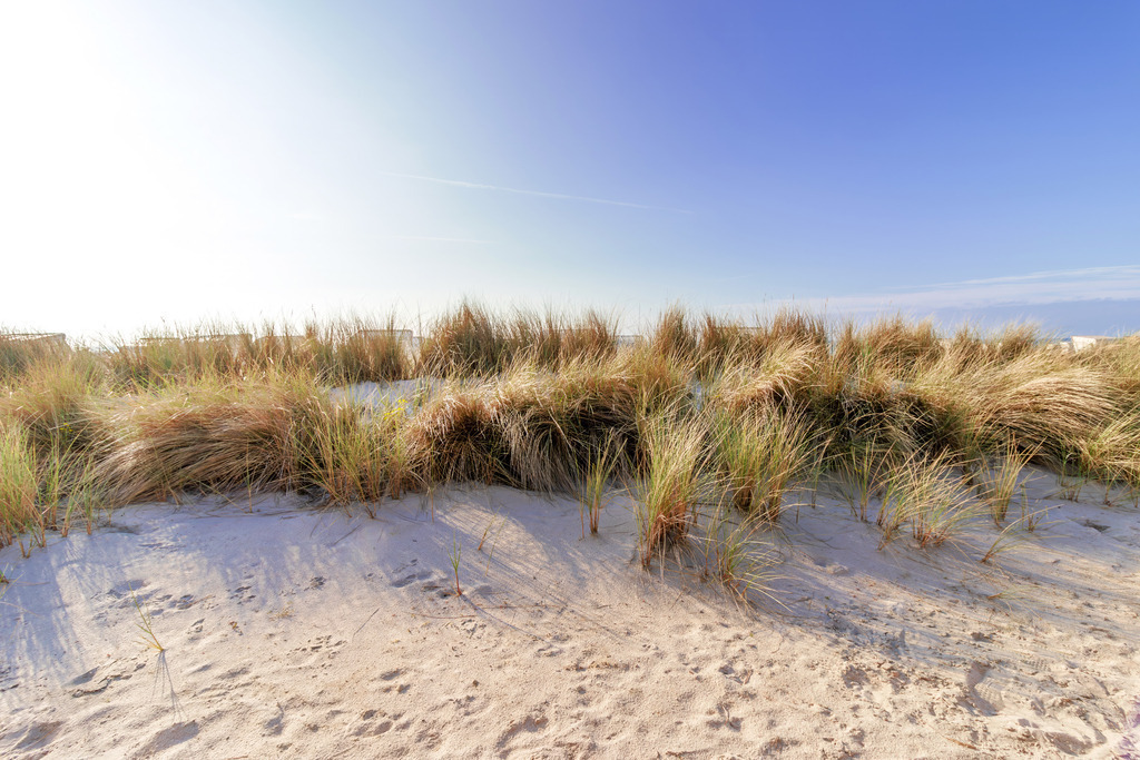 Wandbild: Erstes Licht über den Dünen | Dieses Wandbild zeigt Strandhafer, der im warmen, tief stehenden Morgenlicht über einer sandigen Düne leuchtet. Die Halme werfen lange, weiche Schatten auf den hellen Sand und verleihen dem Motiv Struktur und Tiefe. Das klare Blau des Himmels und das ruhige Meer im Hintergrund schaffen eine freundliche, frische Atmosphäre. Die Szene wirkt leicht, natürlich und typisch für einen stillen Ostseemorgen – ein Moment, der die Ruhe und Klarheit des Tagesbeginns an der Küste einfängt. Ein Wandbild, das die sanfte Schönheit des Morgens am Meer in jeden Raum bringt. - Realisiert mit Pictrs.com