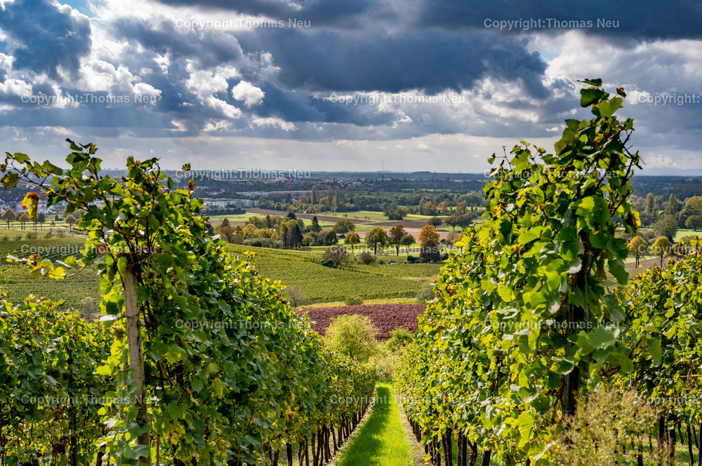 DSC_6971 | Weinberge zwischen Bensheim und Heppenheim, Herbststimmung ,Weinberge, Landschaftsfotografie,, Bild: Thomas Neu