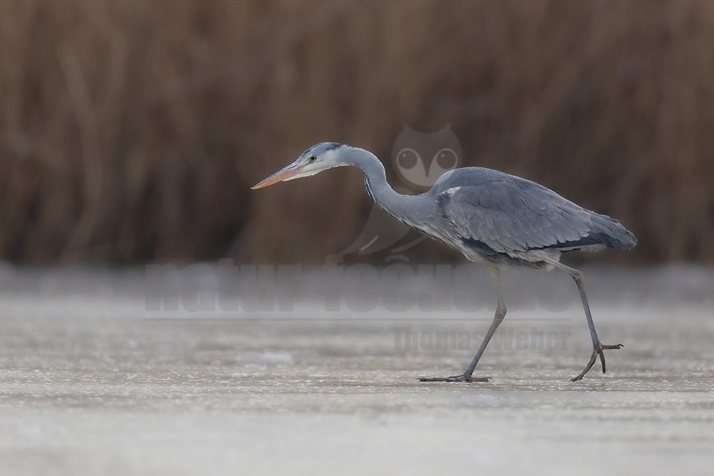 R6NF1589_20240111 | Der Graureiher, auch Fischreiher genannt, ist eine Vogelart aus der Ordnung Pelecaniformes. Er ist in Eurasien und Afrika weit verbreitet und häufig. Weltweit werden vier Unterarten unterschieden. In Mitteleuropa ist er mit der Nominatform Ardea cinerea cinerea vertreten. - Realisiert mit Pictrs.com