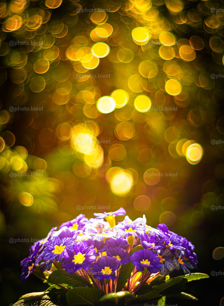Goldtaler | Frühlingsblume mit goldenem Bokeh. - Realisiert mit Pictrs.com