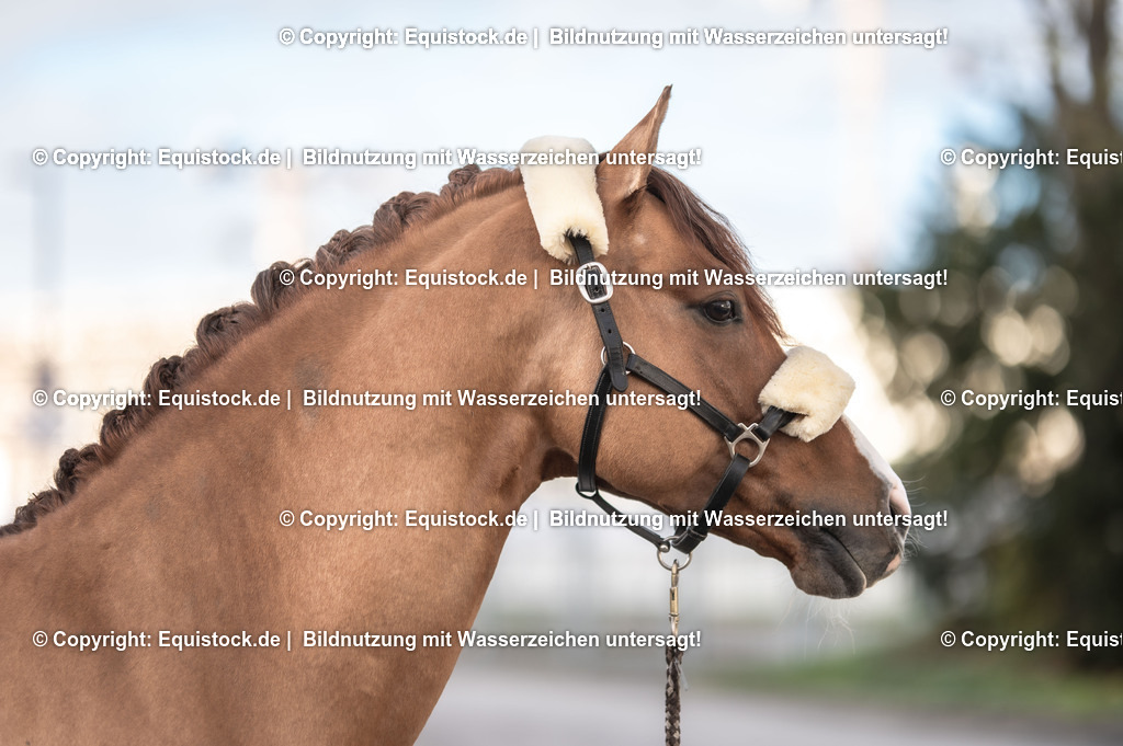 20231115_Ann-Cathrin-Rieg_und_Derrick_0017_TOMsPiC | Foto: Thomas Hartig