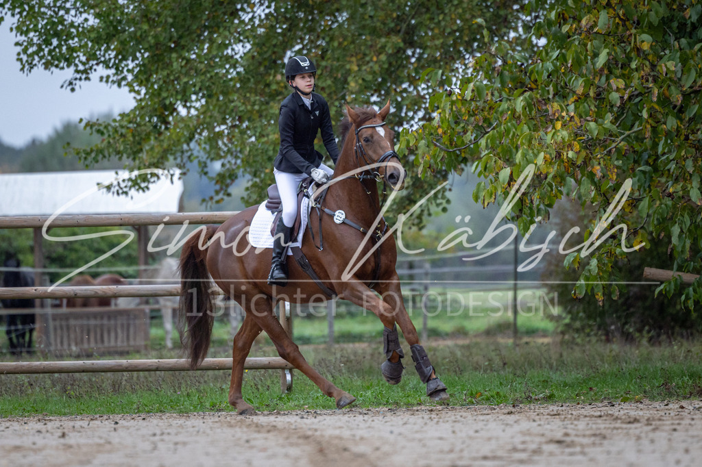 20251012-_3LI2498 | Tierfotografie Pferde, Hunde, Katzen, Haustiere.
Turnierfotografie Reitturniere, Reiten, Springreiten, Dressur in Hanau, dem Main-Kinzig-Kreis und dem Rhein-Main- Gebiet um Frankfurt