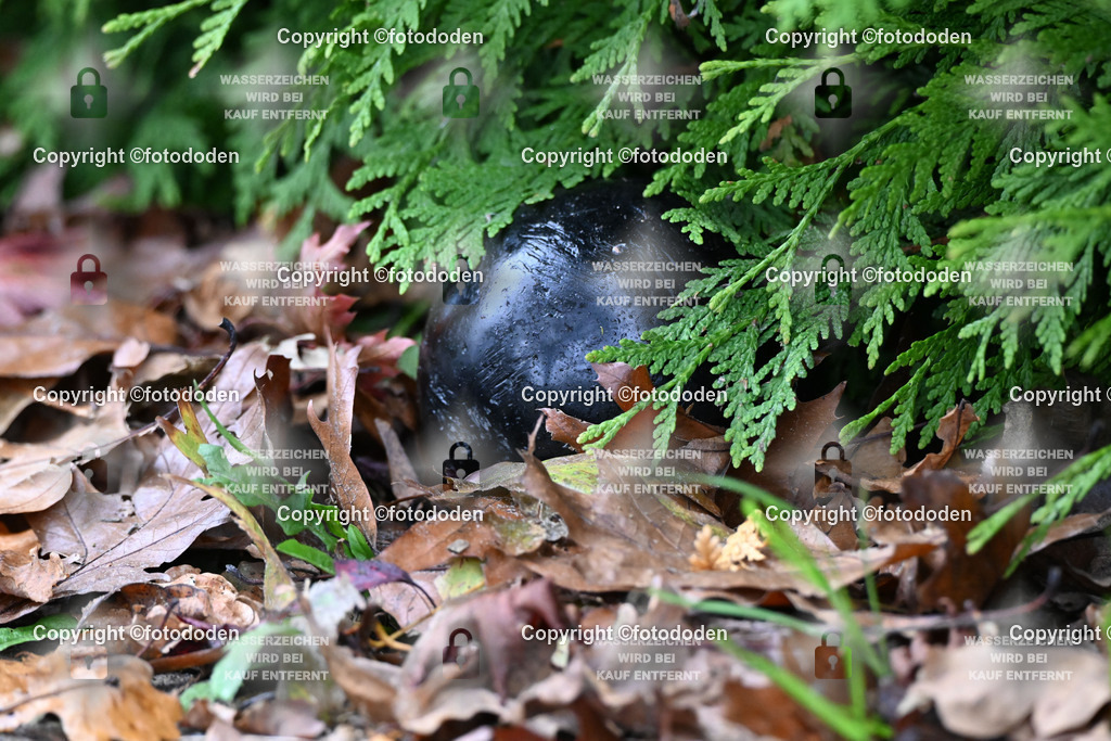 DSC_2733 | fotododen.de präsentiert ein umfangreiches Sportfoto Archiv mit Aufnahmen aus verschiedenen Sportarten im Raum Ostfriesland.