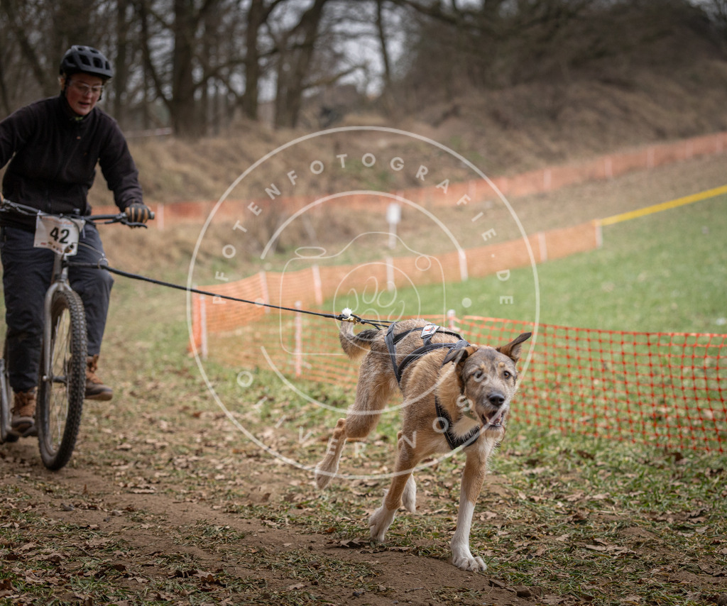 Pfotenfotografie_DV3A6665 | Hundefotografie, Tierfotograf, Pfotenfotografie, Fotoshooting Hund, Hunde Portrait, Hundesport, Hundeportraits, Heideshooting, Hunde, Sportfotograf, Hundefotograf, Turnierhundsport, THS,  - Realisiert mit Pictrs.com