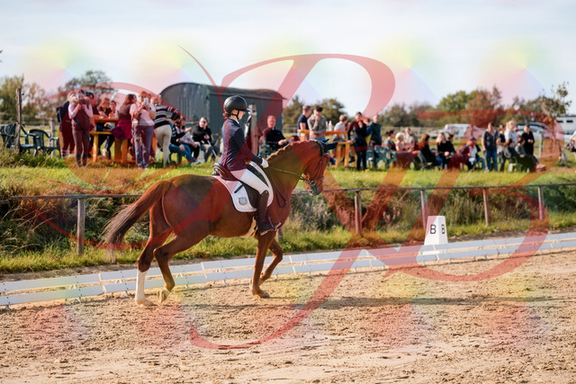 2026_10_03_Siefer-Hof_123705_Z63_54837683 | Professionelle Reitsport-, Turnier- und Eventfotografie von Robert Broda. Galerien mit ausgewählten und bearbeiteten Bildern direkt online ansehen und bestellen.