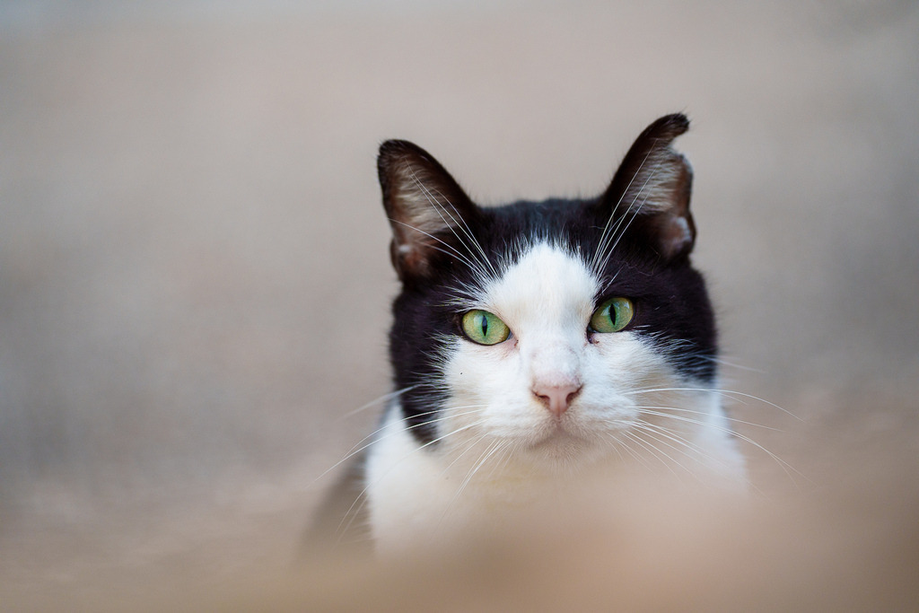 allesWIRTHgut Tierfotografie - 7IV08966 | Professionelle Tierfotografie in Mönchengladbach von Daniel Wirth (allesWIRTHgut). Liebevolle & natürliche Bilder von Hunden & Katzen für unvergessliche Erinnerungen.