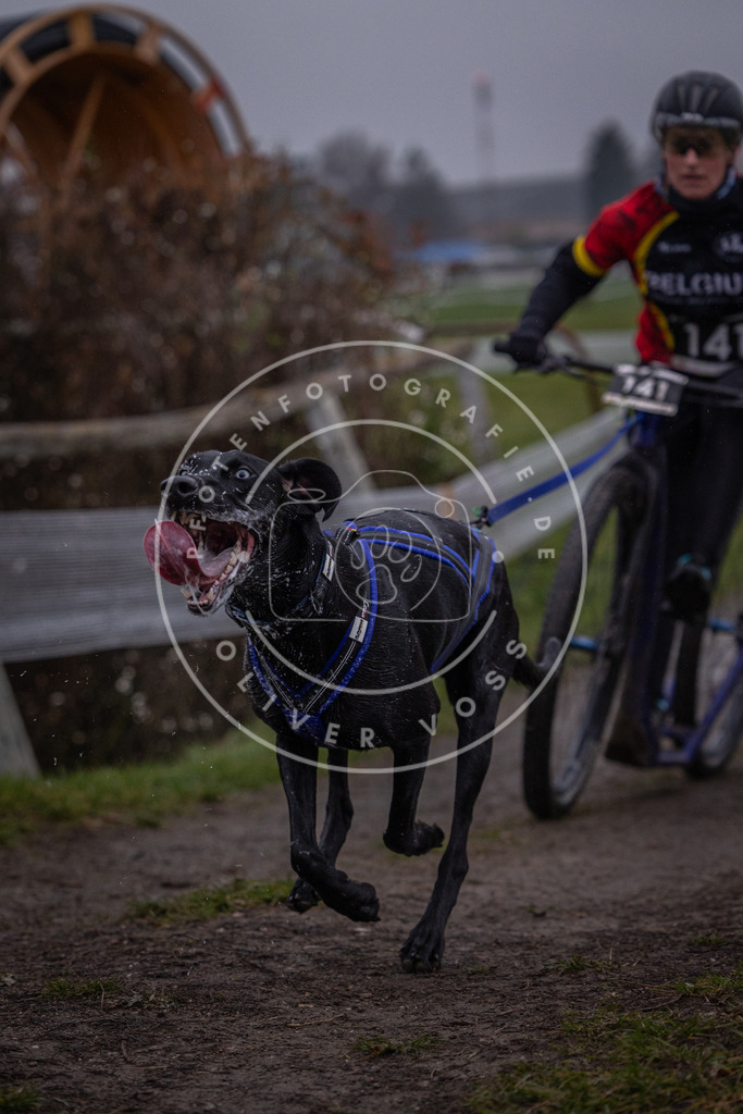 CaniXpix_0L8A0518 | Hundefotografie, Tierfotograf, Pfotenfotografie, Fotoshooting Hund, Hunde Portrait, Hundesport, Hundeportraits, Heideshooting, Hunde, Sportfotograf, Hundefotograf, Turnierhundsport, THS,  - Realisiert mit Pictrs.com
