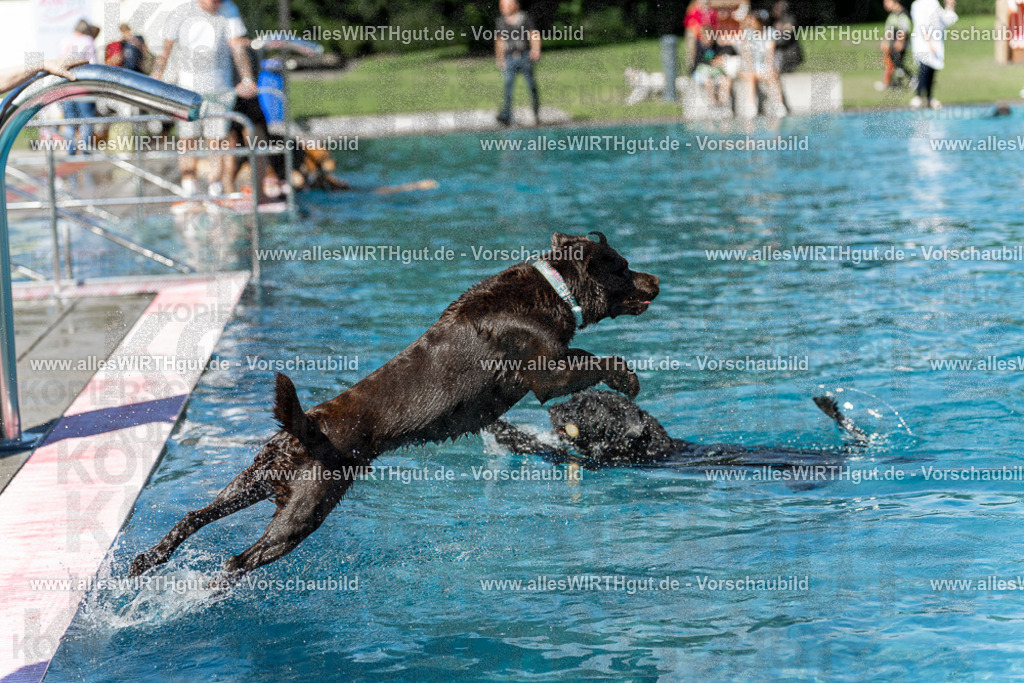 Hundeschwimmen_Volksbad_2026-allesWIRTHgut_Tierfotografie-2609061155-110548-7R509960 | Professionelle Tierfotografie in Mönchengladbach von Daniel Wirth (allesWIRTHgut). Liebevolle & natürliche Bilder von Hunden & Katzen für unvergessliche Erinnerungen.