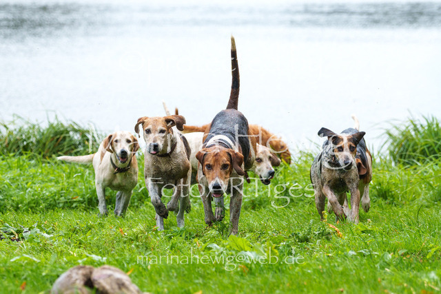 Jagd Kletkamp 26-03128_MarinaHewig | Fotografie, FotoArt, PferdesportArt, Pferdesportfotografie, Landschaftsfotografie, Reisefotografie, Reise, Pferde - Realisiert mit Pictrs.com