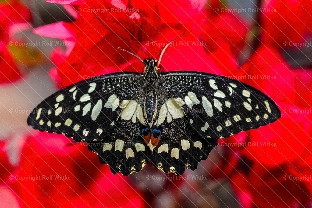 Falter1.2 | Rolf Wittke  - Realisiert mit Pictrs.com