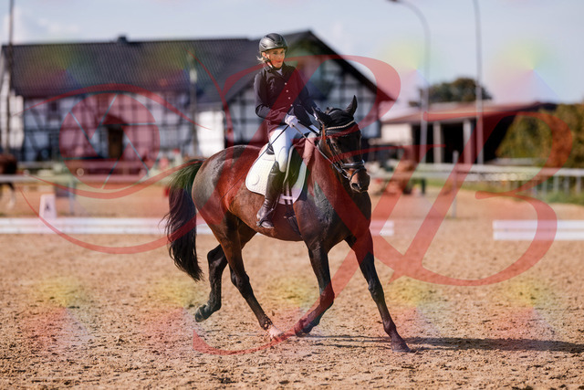 2026_10_03_Siefer-Hof_133827_Z81_96351776 | Professionelle Reitsport-, Turnier- und Eventfotografie von Robert Broda. Galerien mit ausgewählten und bearbeiteten Bildern direkt online ansehen und bestellen.