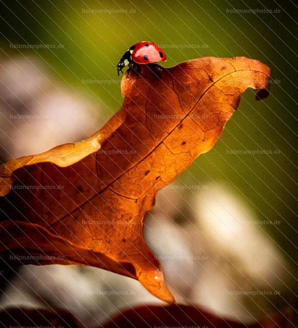 IMG_6814-2 | Fotograf Leipzig für Hochzeiten, Familienfeste & Porträts. Persönlich, ehrlich & echt – Emotion im Fokus. Jetzt Fotoshooting bei Holzmannphotos buchen!