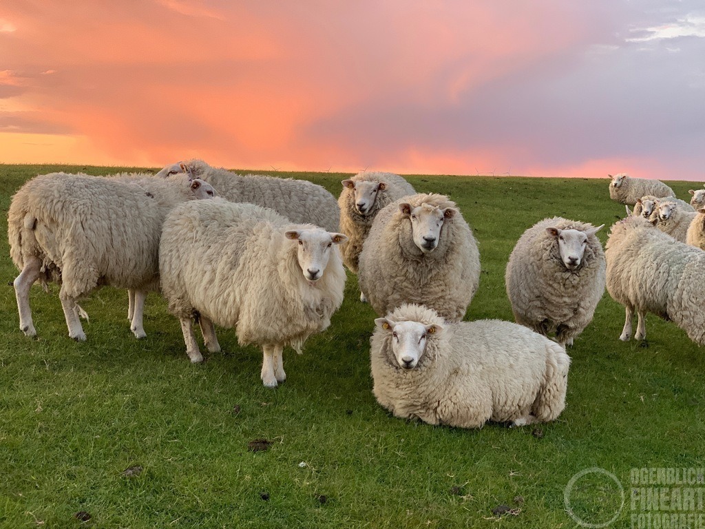 IMG_5311 | Björn Thiemann; Ogenblick.de; Fotografie; Photograph; Landscape, Pellworm, Schleswig-Holstein; Inselfotograf; Inselfotografien; Wattenmeer; National-Park; Naturschutzgebiet; Leuchtturm; Lighthouse; Leinwandbilder; Kalender; Pellworm Kalender;  - Realisiert mit Pictrs.com