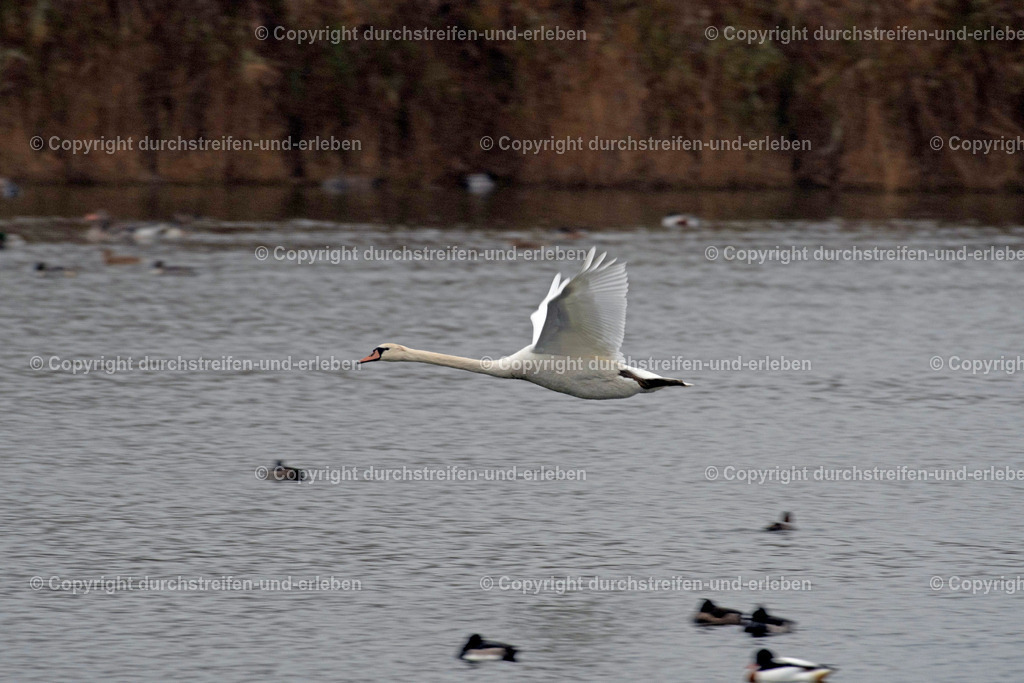 Fliegender Höckerschwan mit hoch erhobenen Flügeln. Flying swan with wings raised high. | Ein Höckerschwan fliegt mit hoch erhobenen Flügeln über einen Teich im Naturschutzgebiet Rieselfelder in Münster. Flying swan with wings raised high over a pond in the Rieselfelder nature reserve in Münster. - Realisiert mit Pictrs.com