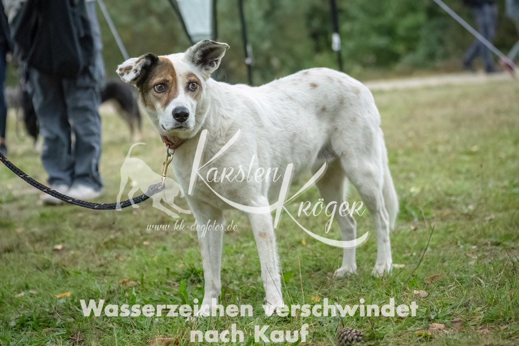 1059_ZZ93286-Bearbeitet | kk-dogfotos