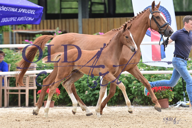 32 DE433330151823 FRE Ellis - Lauries Crusador xx - Feiner Stern_DSC_6801 Kopie | <meta name="description" content="★Offizieller Merchandise und Foto-/Videostore des Oldenburger Verbandes.★ ✅Jetzt auch digital Ausdrucke erhältlich." />
<meta name="keywords" content="Merchandise Foto-/Videostore Oldenburger Verband Photographie 