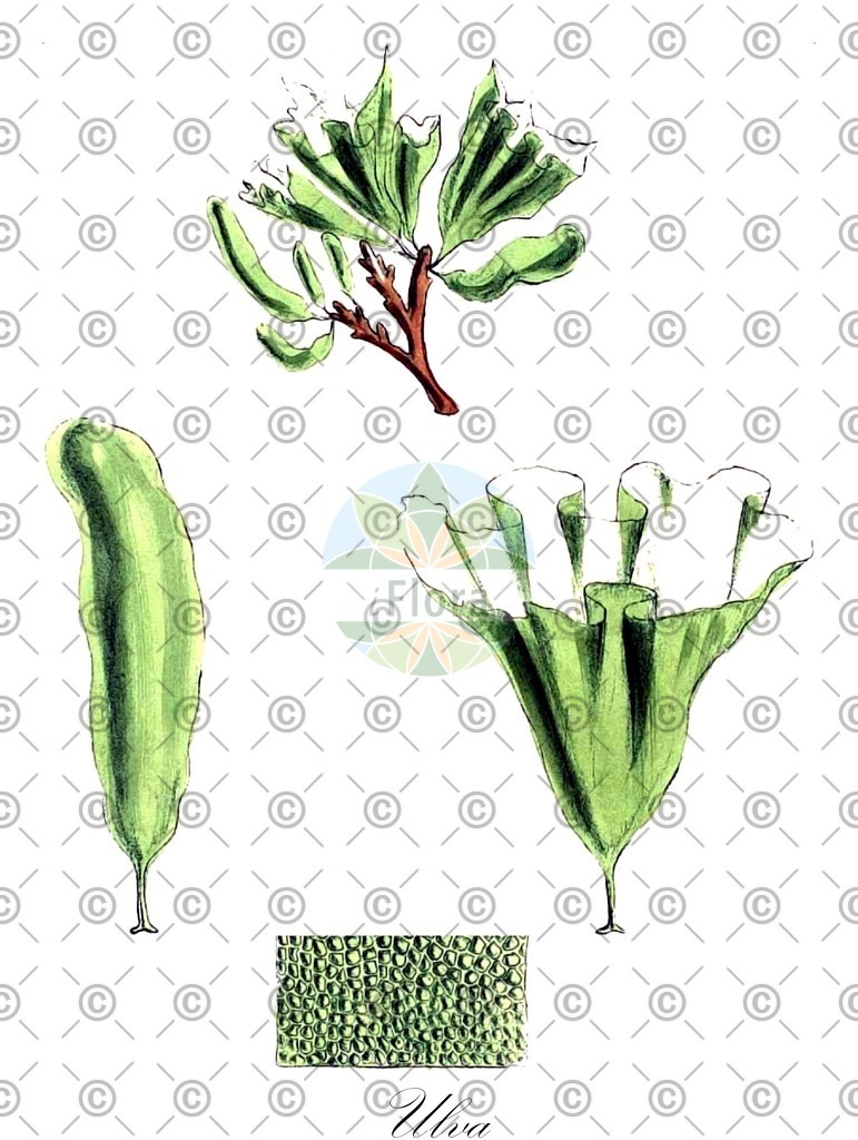 HistAbb_84Q9_4_ENZY_Simple | Historische Abbildung von Ulva - Ulvaceae (0) | Historical Illustration of Ulva - Ulvaceae (0)