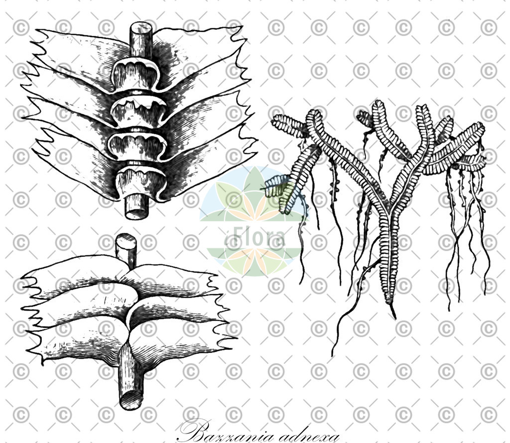 HistAbb_wfo-1000010694_2_ENZY_Simple | Historische Abbildung von Bazzania adnexa - Lepidoziaceae | Historical Illustration of Bazzania adnexa - Lepidoziaceae