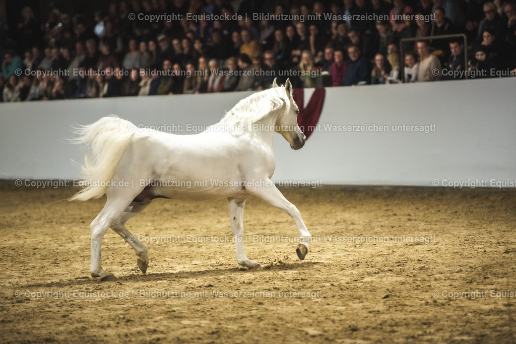 20240302_Hengstvorstellung_Marbach_TOMsPiC_1179 | equistock
