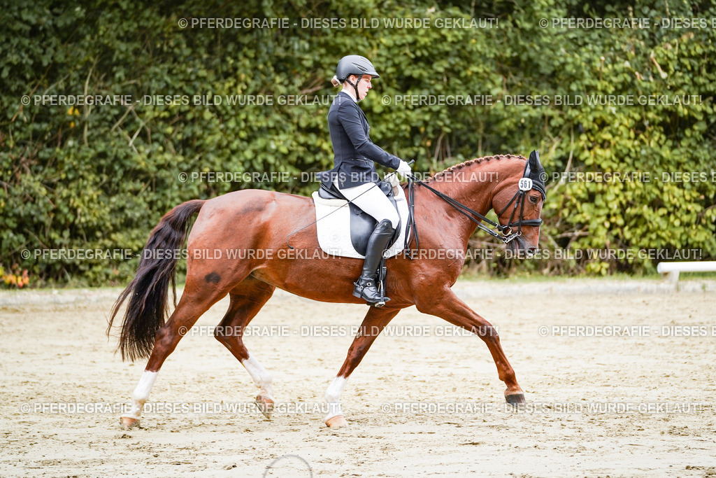 DSC04457 | Pferdegrafie