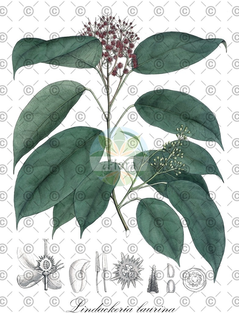 HistAbb_wfo-0001182433_1_ENZY_Simple | Historische Abbildung von Lindackeria laurina - Achariaceae | Historical Illustration of Lindackeria laurina - Achariaceae