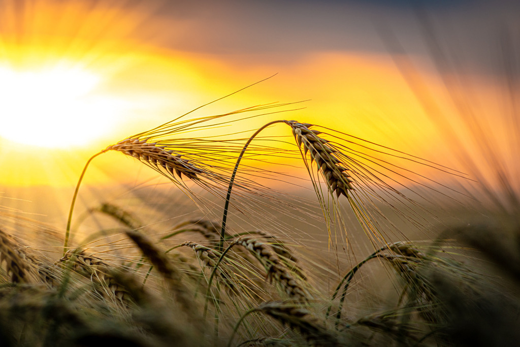 Abends im Kornfeld | Insgesamt strahlt das Bild eine große Ruhe und Friedlichkeit aus. Die Kombination aus dem warmen Licht der Sonne, der majestätischen Landschaft und der Einfachheit der Kornähre erzeugt ein Gefühl von Gelassenheit und Entspannung. Das Bild erinnert uns daran, die Schönheit der Natur zu schätzen und uns Zeit zu nehmen, um ihre Wunder zu bewundern.