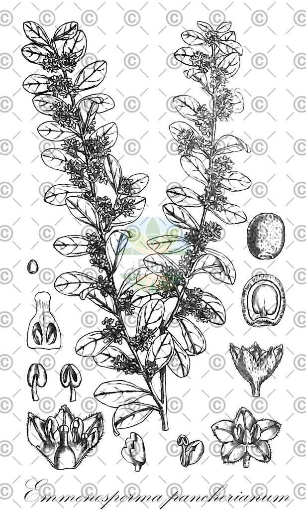 HistAbb_wfo-0000667193_1_ENZY_Simple | Historische Abbildung von Emmenosperma pancherianum - Rhamnaceae | Historical Illustration of Emmenosperma pancherianum - Rhamnaceae