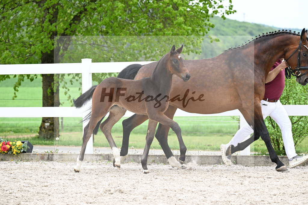 Kat-Nr. 8 HF Tesino RS x Benetton Dream_Greim_23260909 | hf-fotografie - Realisiert mit Pictrs.com
