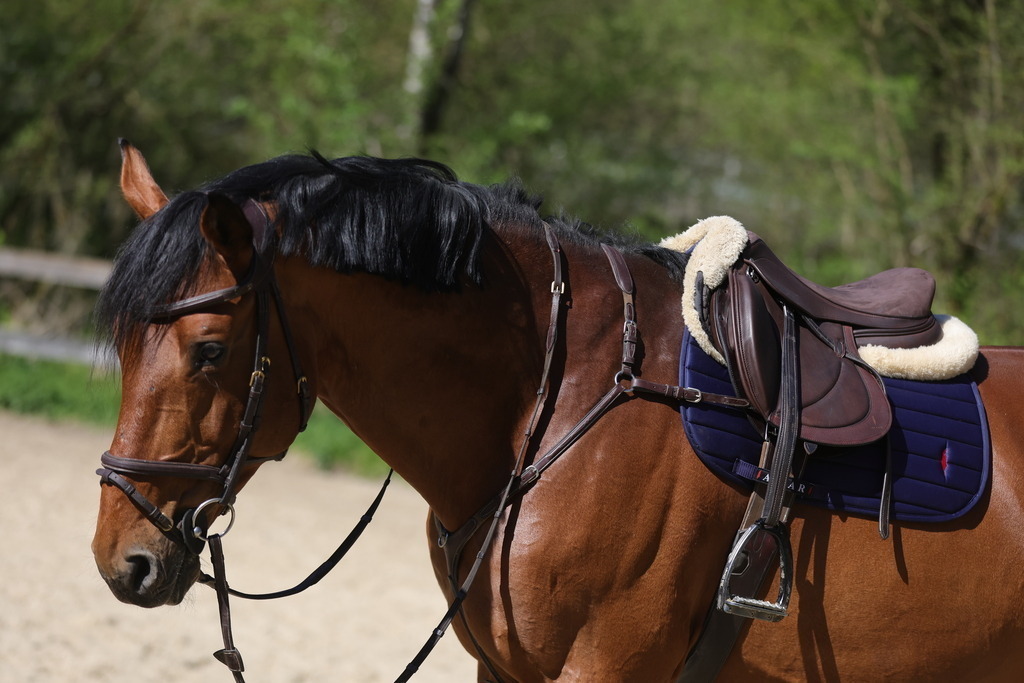 0P6A8092 | Willkommen bei Brunnmayr - Design & Fotografie – Ihrem Spezialisten für Reitturniere und Pferdeveranstaltungen in Oberösterreich, Salzburg und Bayern! Seit über 17 Jahren sind wir leidenschaftlich dabei.