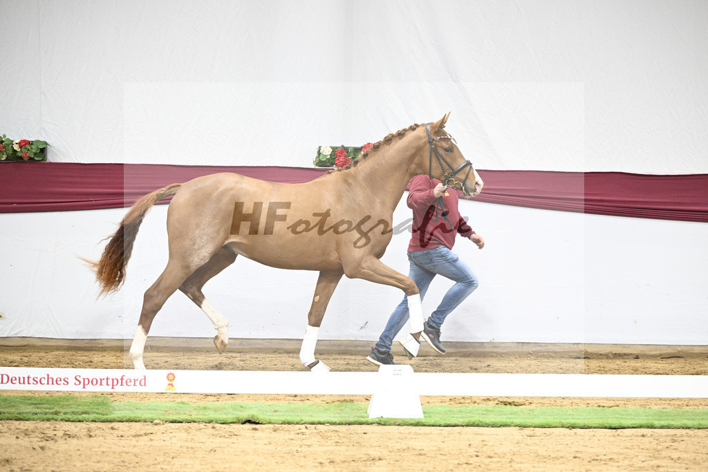 Kat-Nr. 36 San to Alati x Estobar NRW_Stefan Holtwiesche_47251241 | hf-fotografie - Realisiert mit Pictrs.com