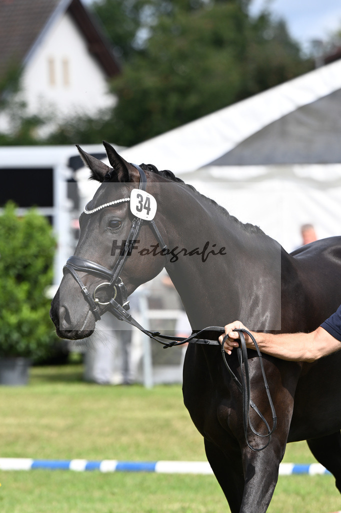 Kat-Nr. 34 Black Besinda H.S. v. Dancier Gold_Becker_30250842 | hf-fotografie - Realisiert mit Pictrs.com