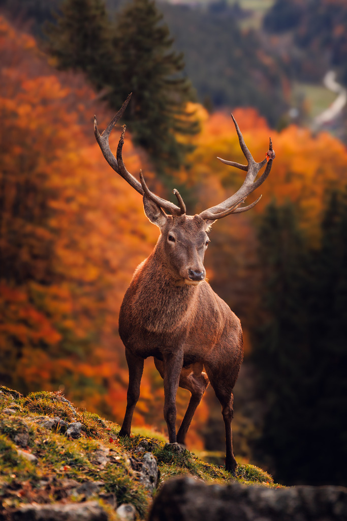 Hirsch Portrait | ap-design // andreas plenk - Realisiert mit Pictrs.com