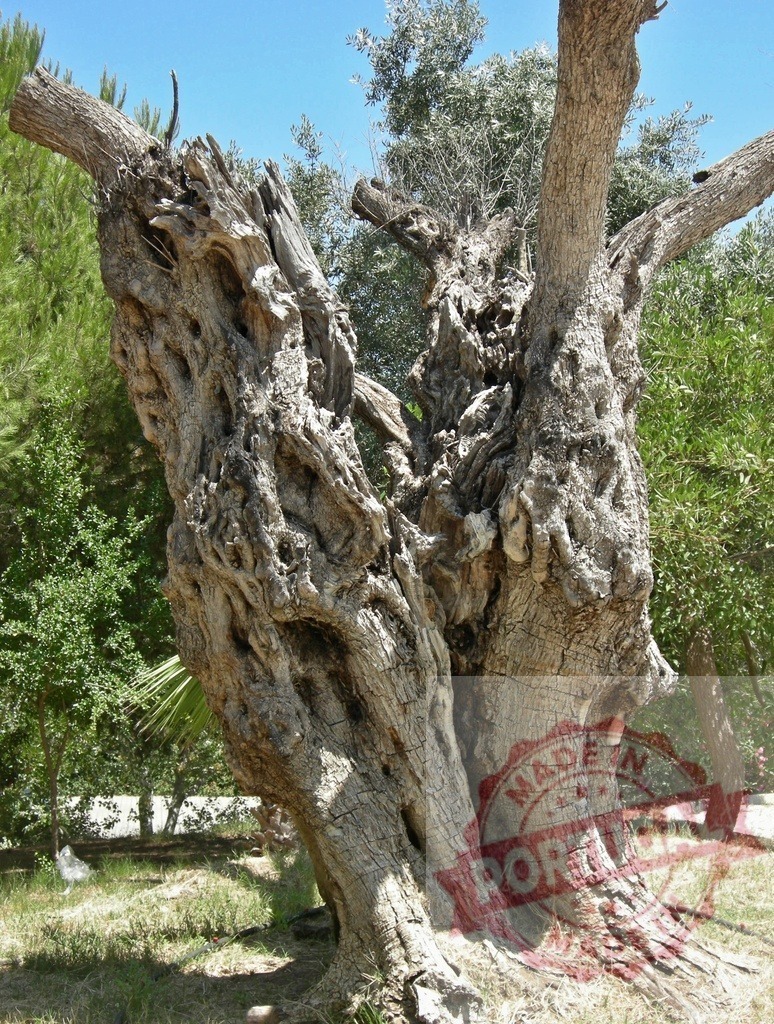 Ancient olive tree trunk displaying gnarled texture and weathered bark | Ancient olive tree trunk standing in a garden, showing incredible age and history on a sunny day - Realized with Pictrs.com
