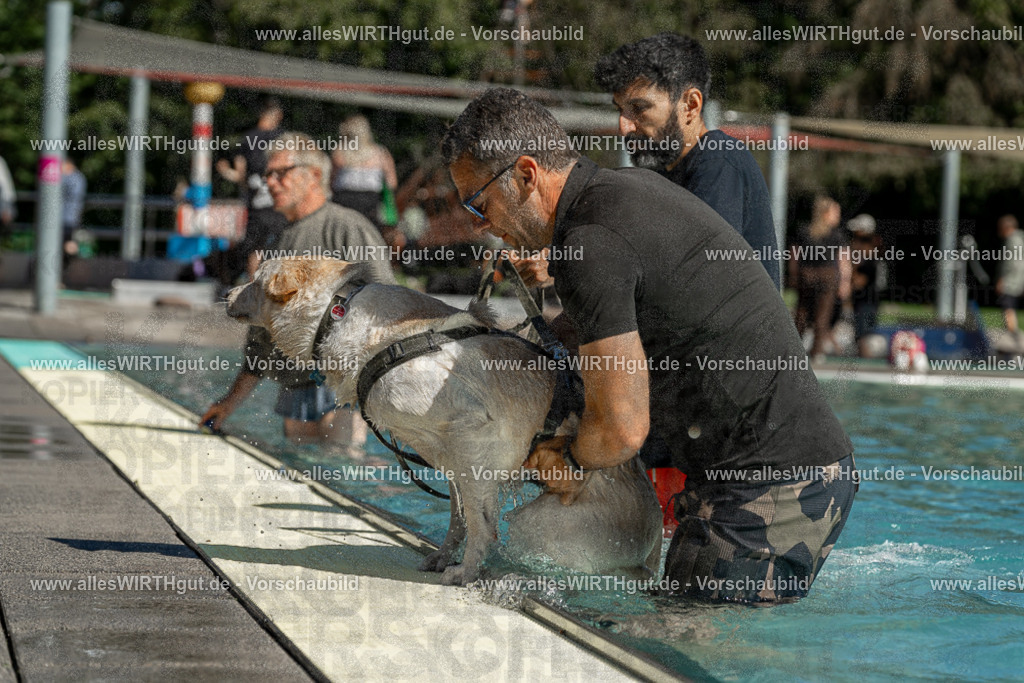 Hundeschwimmen_Volksbad_2026-allesWIRTHgut_Tierfotografie-2609061254-120407-7R500279 | Professionelle Tierfotografie in Mönchengladbach von Daniel Wirth (allesWIRTHgut). Liebevolle & natürliche Bilder von Hunden & Katzen für unvergessliche Erinnerungen.