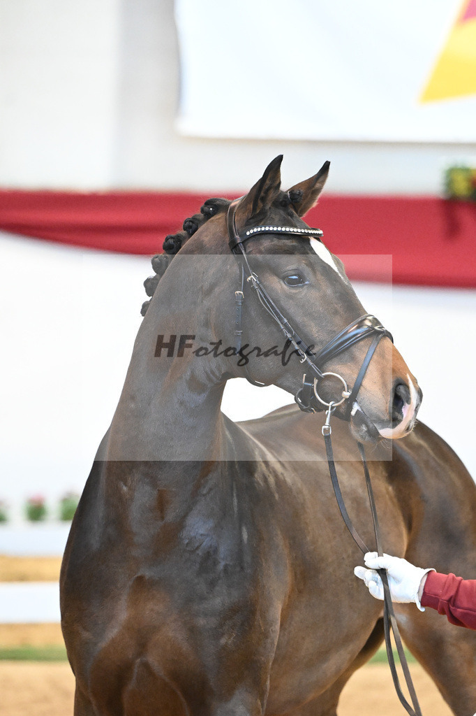 Kat-Nr. 54 Va Bene x Charmeur_Mueller_43231728 | hf-fotografie - Realisiert mit Pictrs.com
