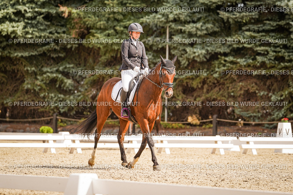 DSC01461 | Pferdegrafie