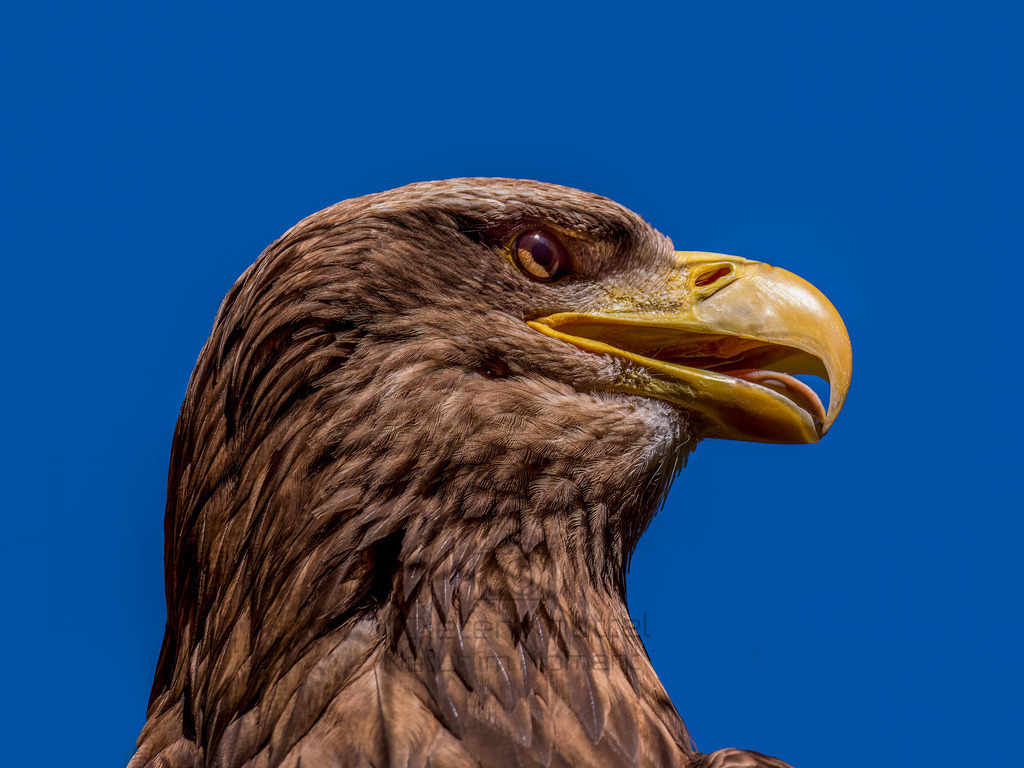 P1000284-Bearbeitet-2017-Bearbeitet-2017-LR | Natur im Moment - Realisiert mit Pictrs.com