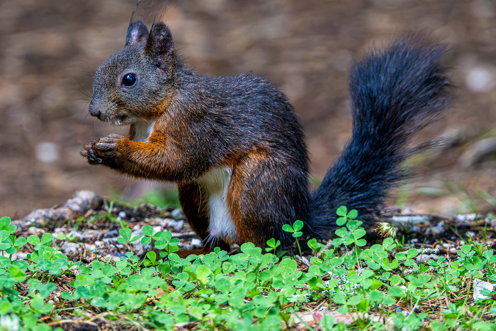Kleine Schlemmerpause im Kleefeld: Eichhörnchen hautnah | Im Profil zeigt sich ein dunkles Eichhörnchen von seiner schokoliertesten Seite: Aufmerksam aufgerichtete Pinselohren, ein geschwungener, buschiger Schweif und winzige Pfötchen, die behutsam einen Snack halten. Das kleine Waldtier knabbert friedlich auf einer saftig grünen Kleepflege im Schatten der bayerischen Bergwelt rund um Garmisch-Partenkirchen. Die intime Nahaufnahme fängt die feinen Details des Fells und den charmanten Charakter des Flinkflitzers wunderbar ein – ein herzerwärmender Augenblick purer Gemütlichkeit. - Realisiert mit Pictrs.com