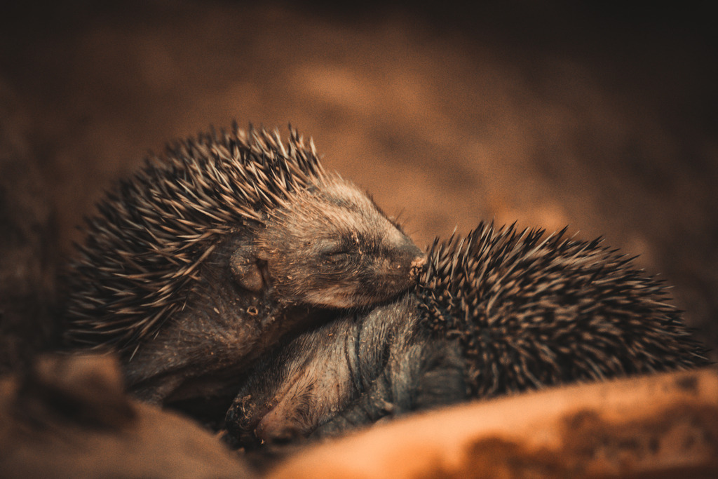 Igel | <meta name="keywords" content="Bergbilder, Hochzeitsfotografie, Actionshootings, Fotografiearbeiten, Berglandschaften, Naturfotografie">

 - Realisiert mit Pictrs.com