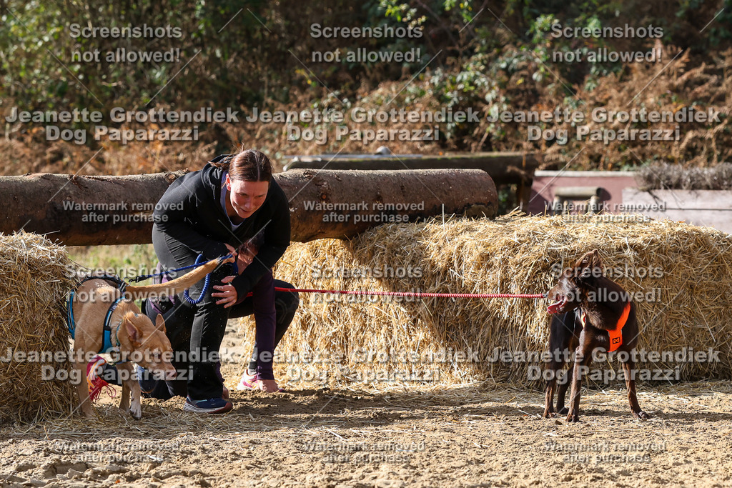 Dog Paparazzi - Strongdog 10-25-5685 | Dog Paparazzi Jeanette Grottendiek Fotografie & Videografie - Realisiert mit Pictrs.com