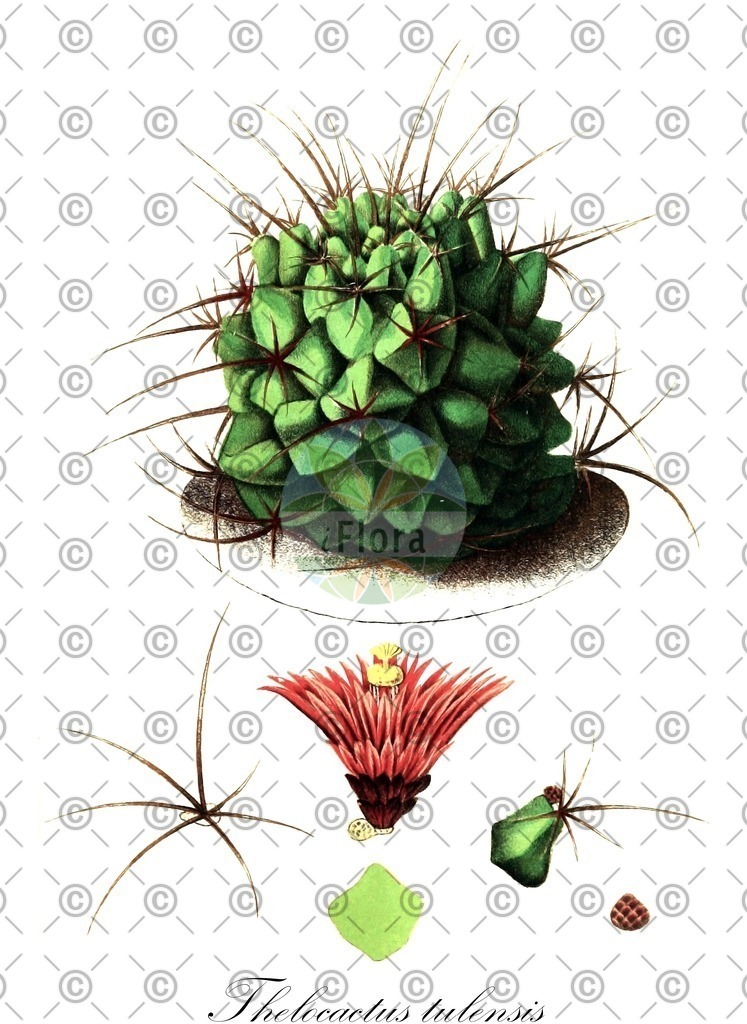 HistAbb_5910_6_FLORAD_SIMPLE | Historische Abbildung von Thelocactus tulensis - Cactaceae | Historical Illustration of Thelocactus tulensis - Cactaceae