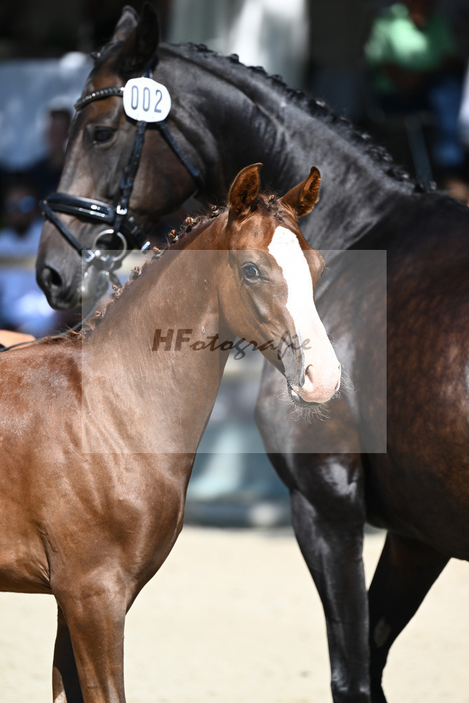 Praesentation Auktionsfohlen_36230074 | hf-fotografie - Realisiert mit Pictrs.com